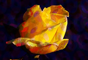 Rosa gialla